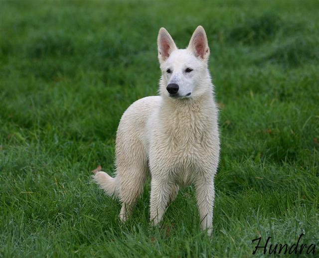 Hundra du royaume de la louve blanche