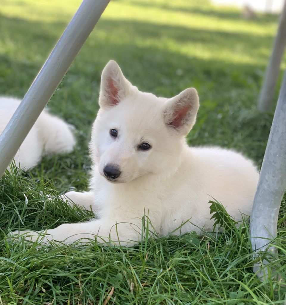 du royaume de la louve blanche - Chiots disponibles - Berger Blanc Suisse